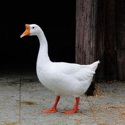 吃瓜鹅爆料视频大全